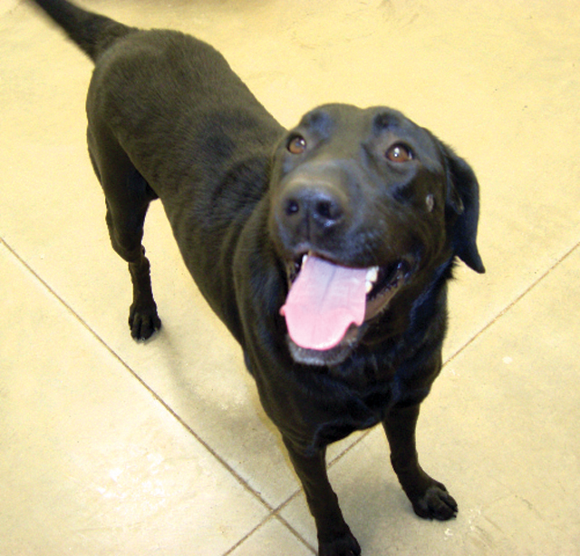 Pet of the Week (4/14)
